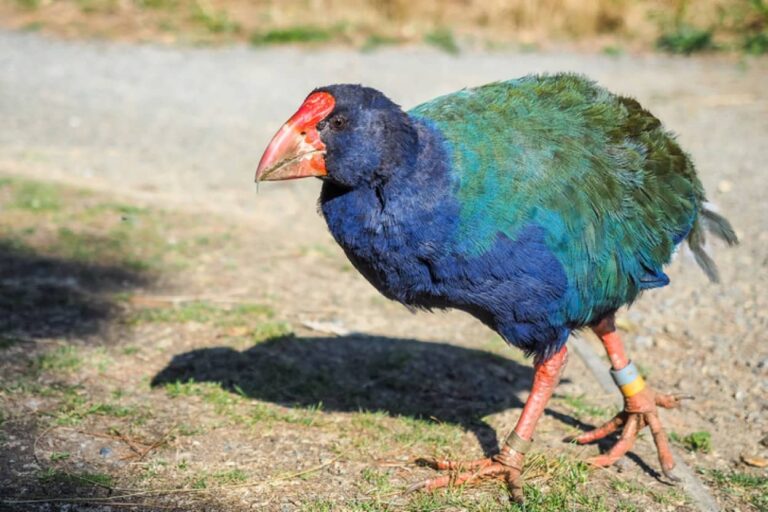 うれしいニュース。絶滅したと思われていた先史時代の鳥「タカヘ」がニュージーランドの野生に戻る