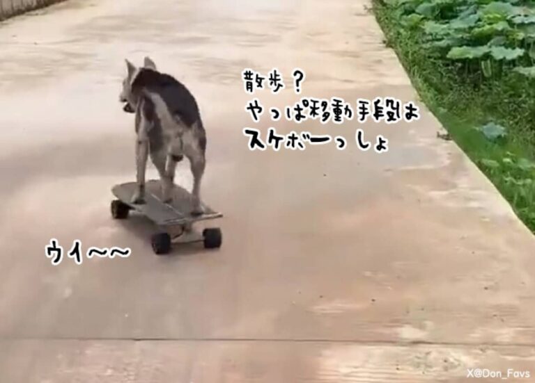 多様化の波。犬がスケボーに乗って移動する時代がついに来たらしい