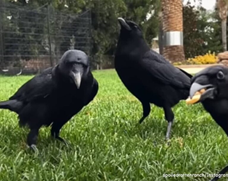 怪我したカラスの子を保護したところ、親たちがお礼の品が届き、危険から守ってくれるように