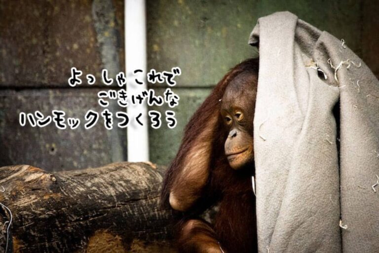 賢いし器用すぎだろ！オランウータンが布を利用してハンモックを作り上げる