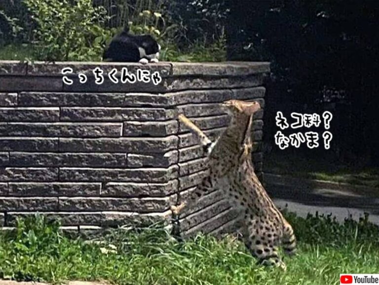 カナダにアフリカ産のサーバルキャットが突如出没、猫を見つけ仲間になりたそうに近づいていく