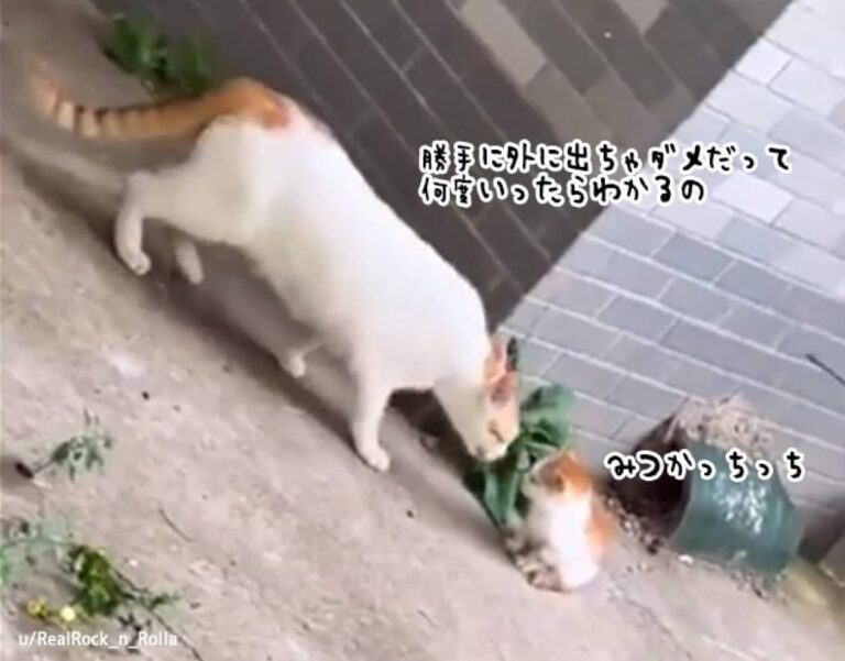 脱走した子猫にお説教をし、家に連れ帰る猫かあさん