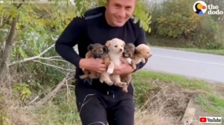 車の行きかう路上に子犬たちが！捨てられた4匹の子犬、無事に保護されそれぞれ温かい家庭に引き取られる