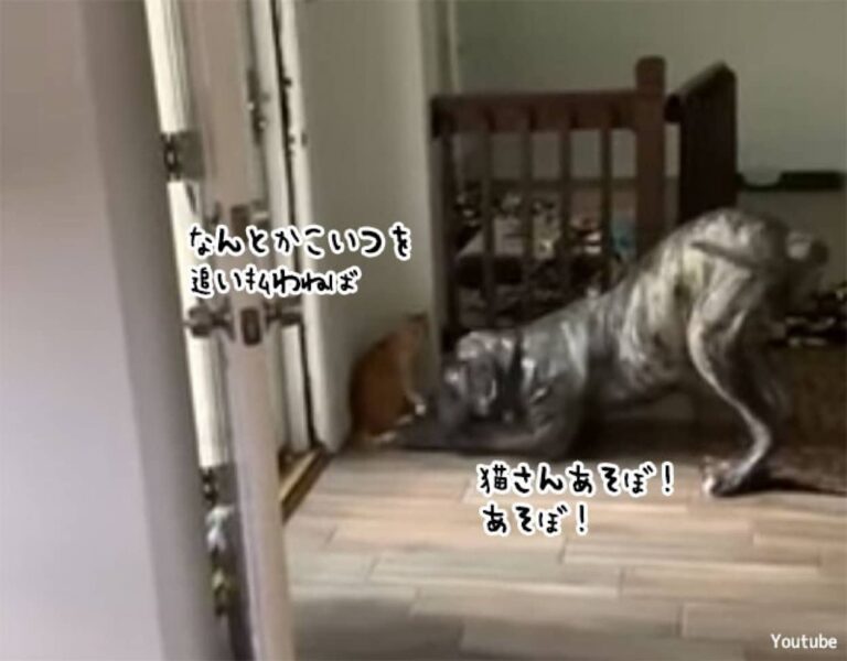 気分じゃない。犬と遊びたくない猫のとった作戦が巧妙すぎた