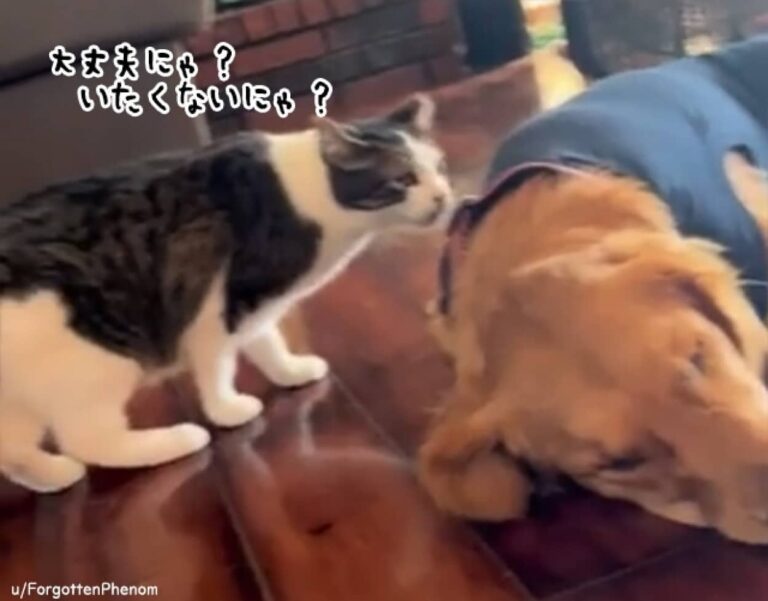 「大丈夫にゃ？」病院から帰ってきた犬が心配でそばに寄り添う猫