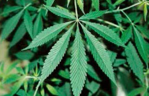 【悲報】沖縄、「大麻の『地産地消』状態」人口比は全国の3.3倍で最多　若者にまん延の理由は◯◯◯で簡単に手に入ってしまうから