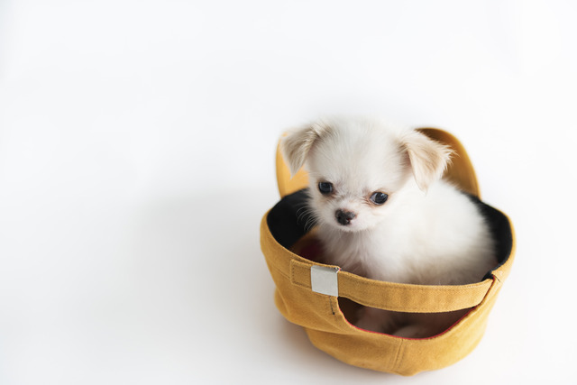犬を飼うのに生涯かかる金額は大型犬で452万！！ そして中型より小型のが高いという結果に