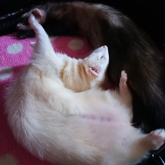 【画像】うちのイタチの寝相ｗｗｗｗｗ