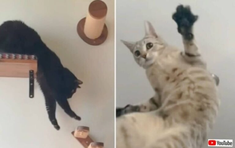 そりゃね、猫だから多少のことは仕方がない？今日も笑顔をありがとう！愉快な猫たち総集編