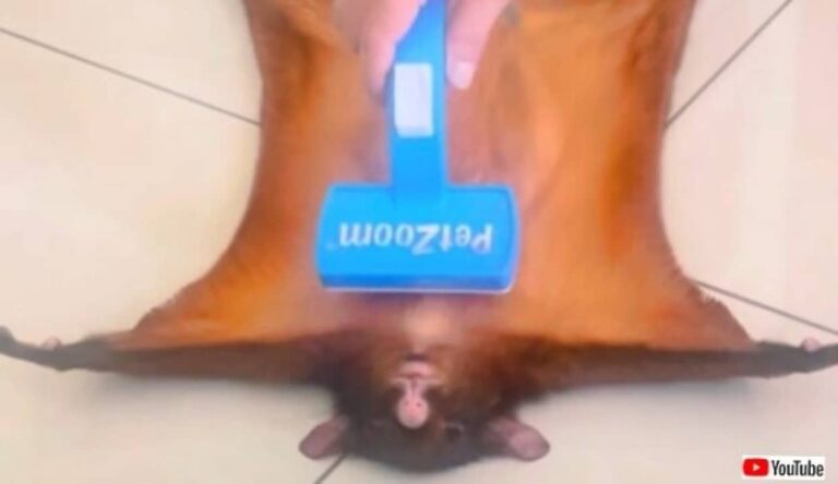 「そうそこ！手を止めないでね！」死んだふりが得意なムササビ、仰向けでブラッシングされてうっとろりん