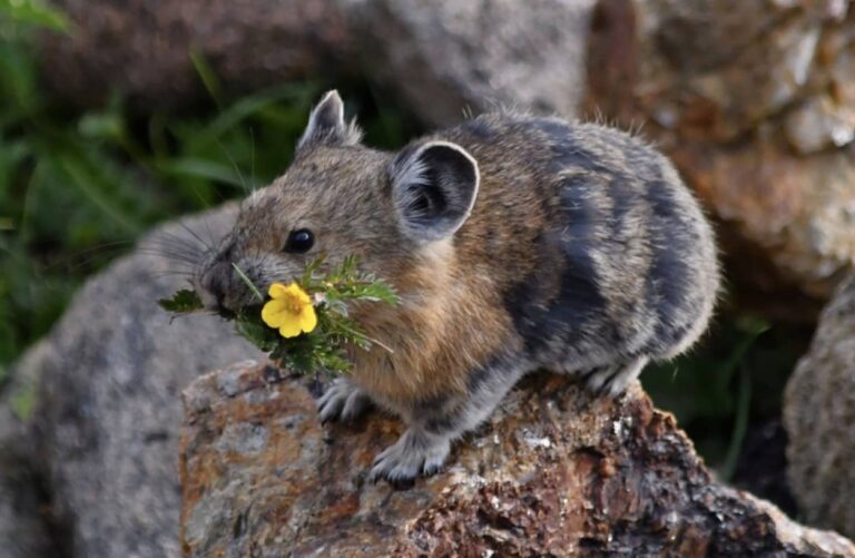 花束を口にくわえて持ち運ぶ、かわいらしいアメリカナキウサギ