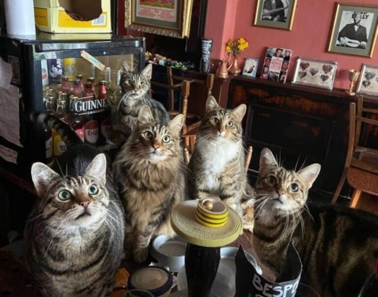 イギリスにはたくさんの猫たちに囲まれながら美味しいビールが味わえるパブがある