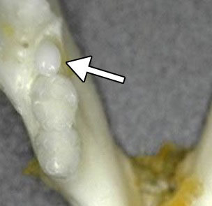 「歯生え薬」開発に成功、実用化へ
