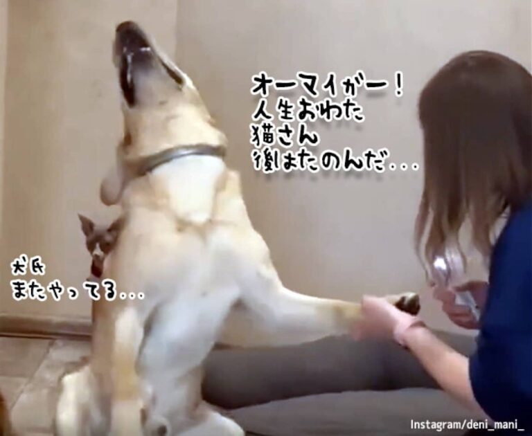 今日の主演男優賞。爪切りをすると毎回ドラマティックに死んだふりをする犬