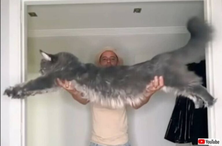 ところでメインクーンってどんな猫？その特徴を簡単にまとめてみた。