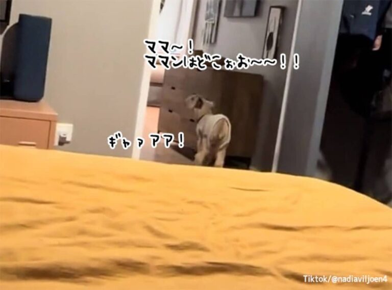 ママンがいない！ペットのヤギが大騒ぎして家の中を探し回る