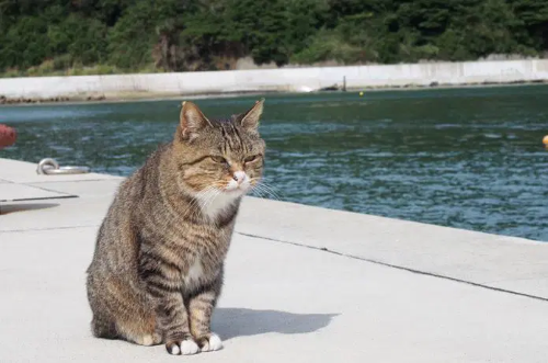 長野県で可愛すぎる動物注意の看板が発見される！！これは安全運転しちゃう！！