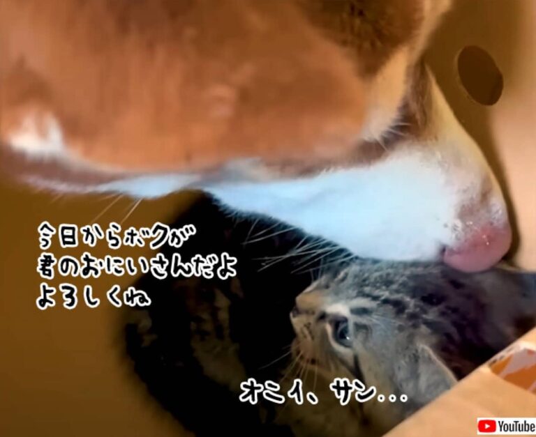 やさしい連鎖。犬が愛情を注いでお世話をした子猫が、新たに家族となった子犬に愛情を注ぐ