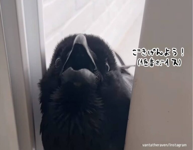 しゃべれるカラス、低音ボイスが魅力的すぎた（要音声）