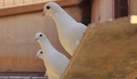 【衝撃】「インターネットと伝書鳩、どちらが高速にデータを運べるのか」→最新の実験で意外すぎる結果が判明ｗｗｗｗｗ
