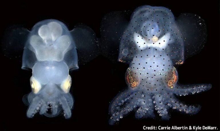 遺伝子編集技術で透明なイカが誕生。頭足類の脳研究に革命