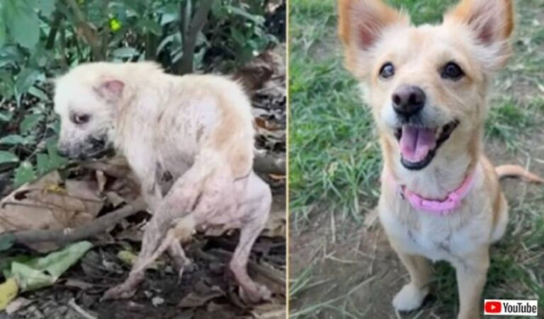 草むらに痩せ細った犬が！病を患い無情に捨てられた犬、献身的な看病でニンゲンへの信頼と愛情を取り戻す