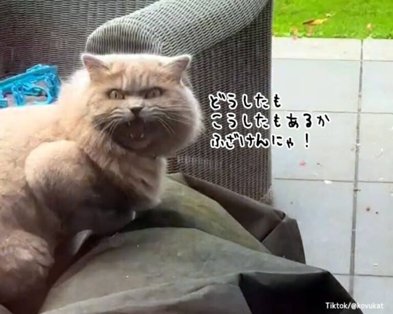 「ふざけんな、こっちこい！」激おこ猫が飼い主にその理由を説明