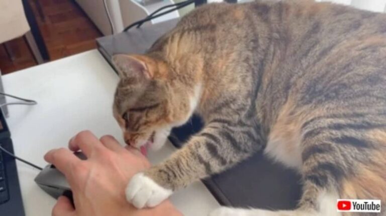 あるある過ぎる！「お願い、仕事をさせてください！」猫のいるおうちで在宅ワークをしようとするとこうなる件