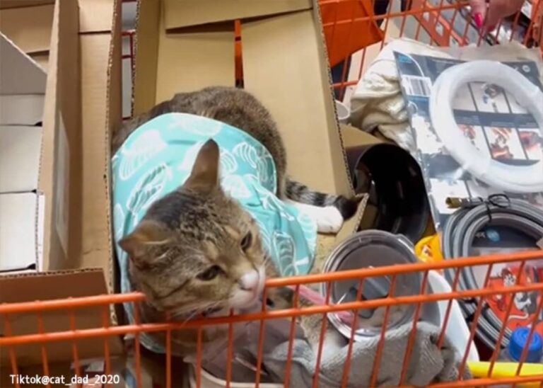 アメリカのホームセンターに勤務する猫店員がネットアイドルに！とにかく人懐っこい