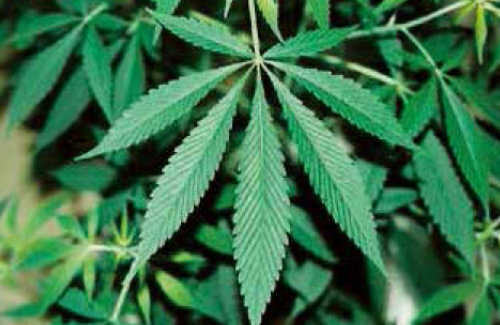 政府、大麻の医療使用解禁に向け改正案提出へ…乱用阻止のため「使用罪」も新設