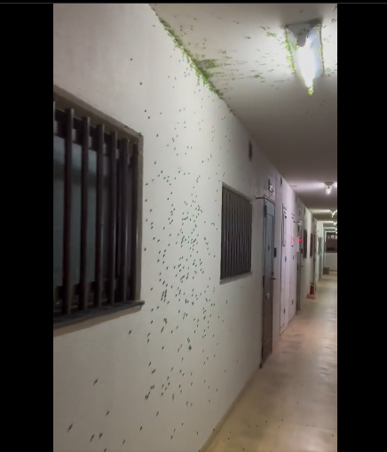 【動画】カメムシが大量発生したマンション、マジでとんでもない地獄になってしまう、日本全国カメムシ大量発生、例年の10倍以上