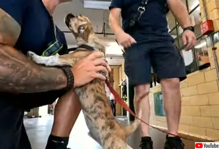 消防隊員は2度犬を救う。炎天下の車内に閉じ込められた犬を救い、署のマスコット犬として迎え入れる