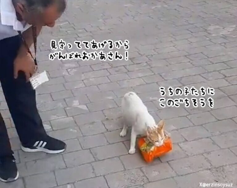 盗んだ鶏肉を我が子に持ち帰ろうとする母猫を応援するトルコの人々