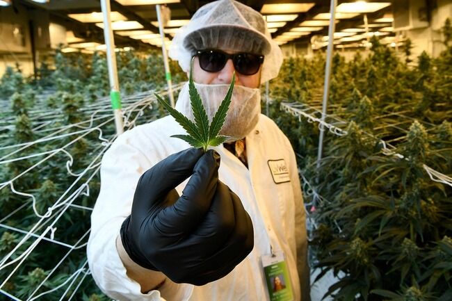 【悲報】日本の○○県、大麻を地産地消‪している模様・・・「誰でもスマホ一つで購入できる」