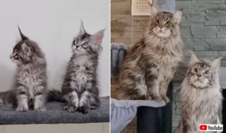 メインクーンの子猫たちが1歳の誕生日を迎えたよ！久しぶりに会いに行ったら、めっちゃゴージャスになっていた