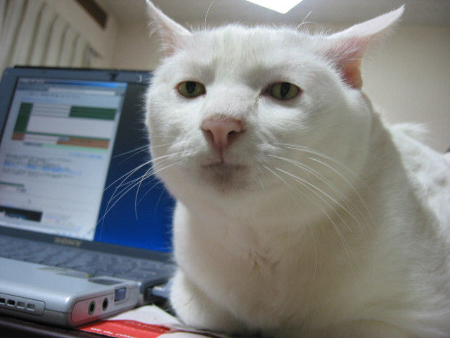 ネコちゃんは人間の事をでかい猫と認識してるらしいなｗｗｗｗｗ