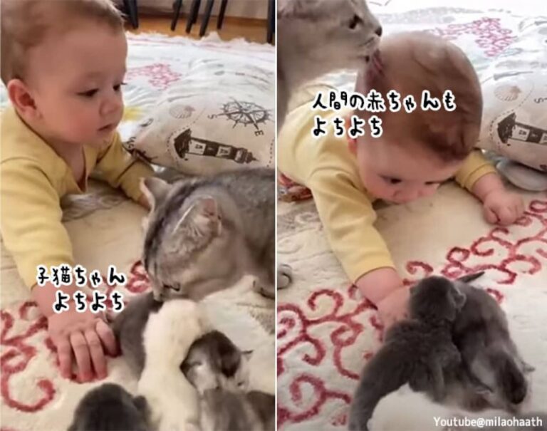 今度はあなたの番。子猫と人間の赤ちゃんを平等にかわいがる母猫