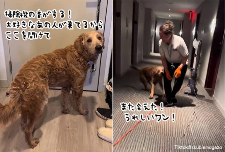 掃除機の音が聞こえると尻尾ぎゅんぎゅんが止まらない！清掃員女性と唯一無二の絆を結んだ犬
