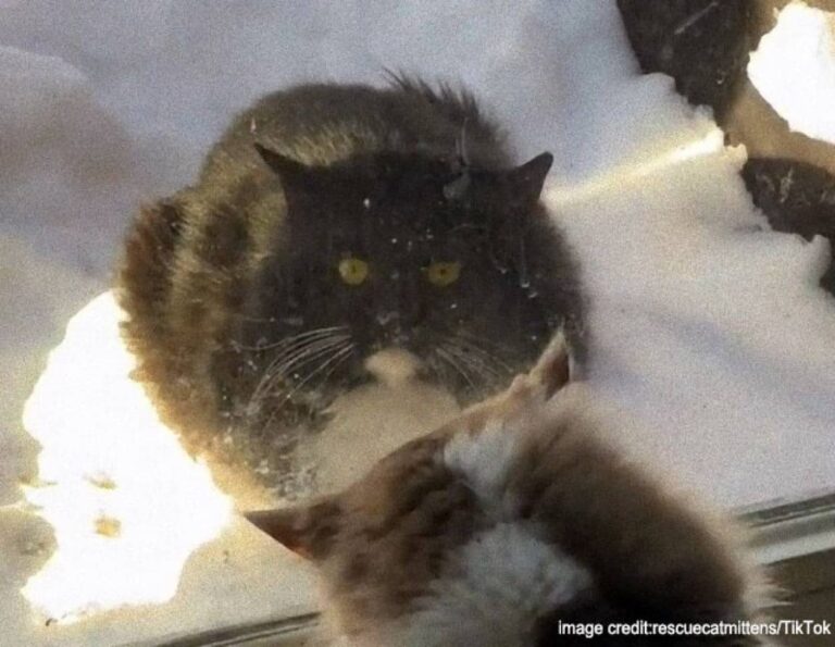 BB弾に撃たれた猫、助けを求めて適切な家にたどり着き、ついに永遠の家族を見つける