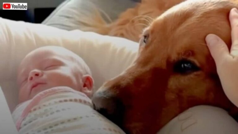 「ボクのオモチャじゃなかったの？」ご主人のおめでたに赤ちゃん返りしかけた犬、結局いいお兄ちゃんになる
