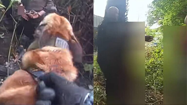 「K9を放つ！」警察犬の鳴きまねでまんまと車泥棒を降伏させたた保安官