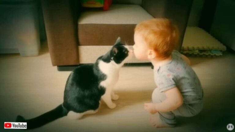 サヨナラ、思い出いっぱいのアパートメント！保護猫プーシクくん、8年間過ごしたおうちに別れを告げに行く