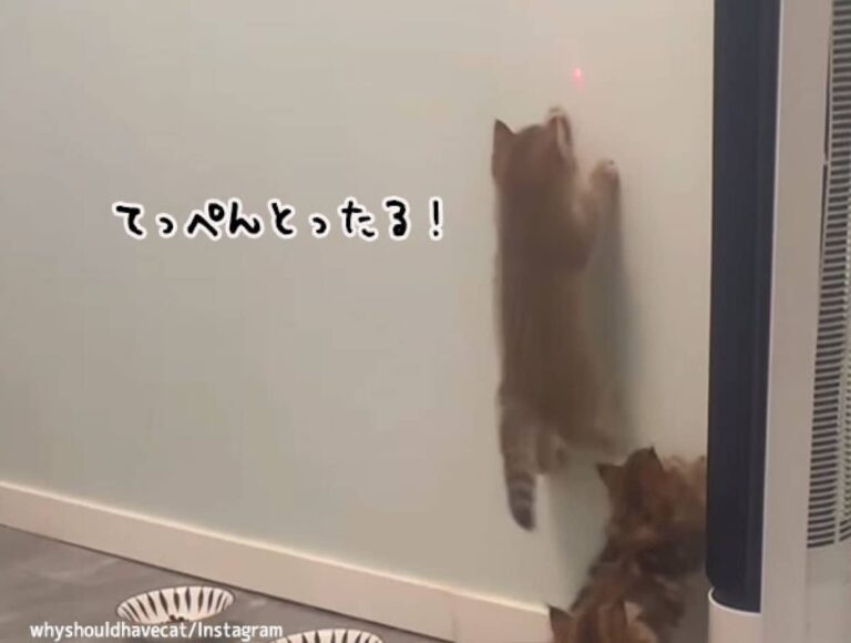 その肉球は吸盤か？末はスパイダーマン確定の子猫、壁を天井まで駆け上る