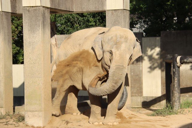 ガキ「ぞうさんお鼻が長いのね♪」 動物園「象の檻の前でぞうさんを歌わないでください。お願いします」