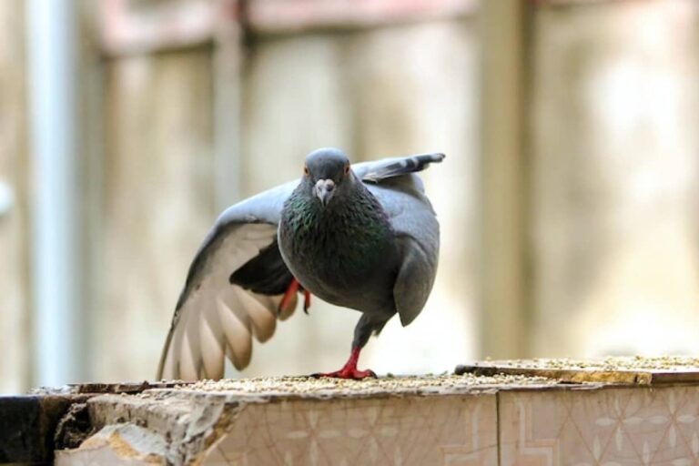 鳩の賢さを侮るなかれ。彼らはAIと同じように学習し問題解決することができる