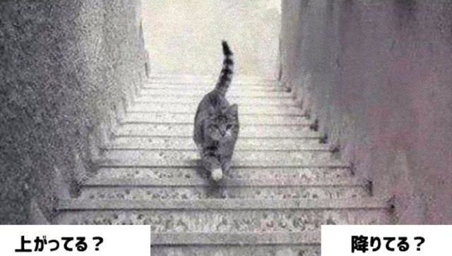 【画像】 この猫は階段を上がってる様に見えるか降りてる様に見えるか？