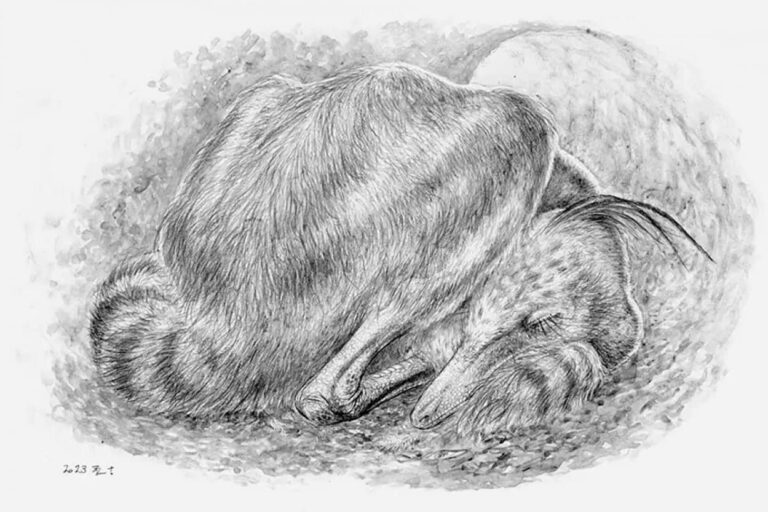 鳥のように丸まって眠る7100万年前の新種の恐竜が発見される