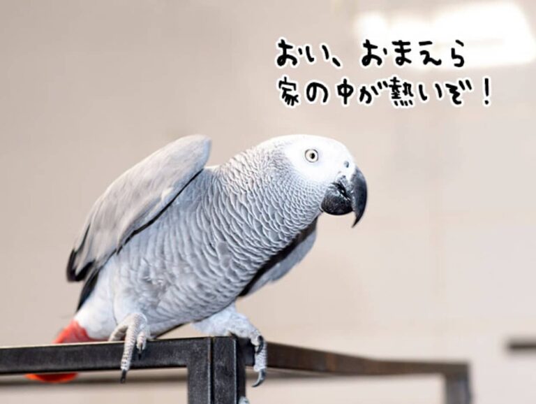 「熱いぞ！熱いぞ！」ヨウムが火事から家族を救う