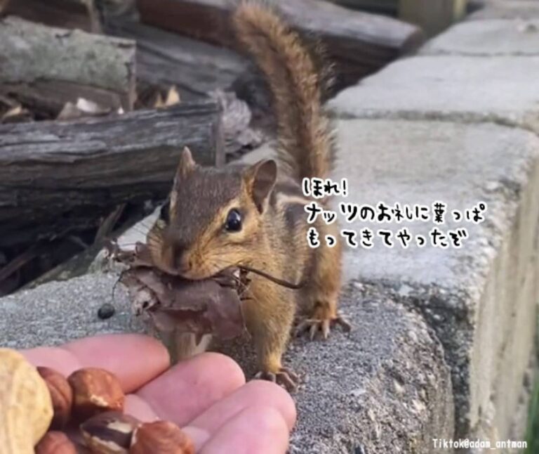 遊びに来るシマリスに定期的にナッツを与えていたら、思わぬプレゼントを持ってやってきた