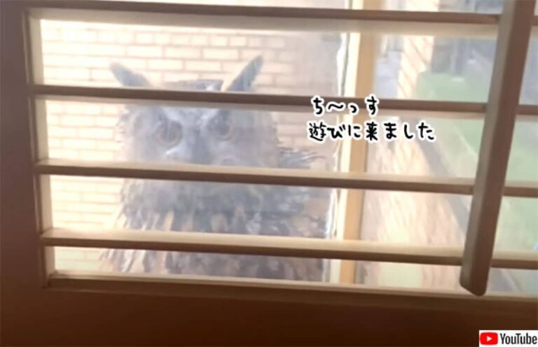 遊びに来てやったぞ。ニューヨーク名物の脱走フクロウが、高層マンションの窓際にやってきて住民歓喜